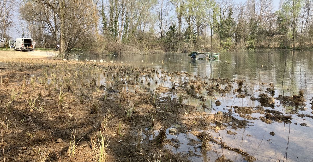 Parco Fiume Brenta Via Ai Lavori Di Restauro Ecologico Ecco Come