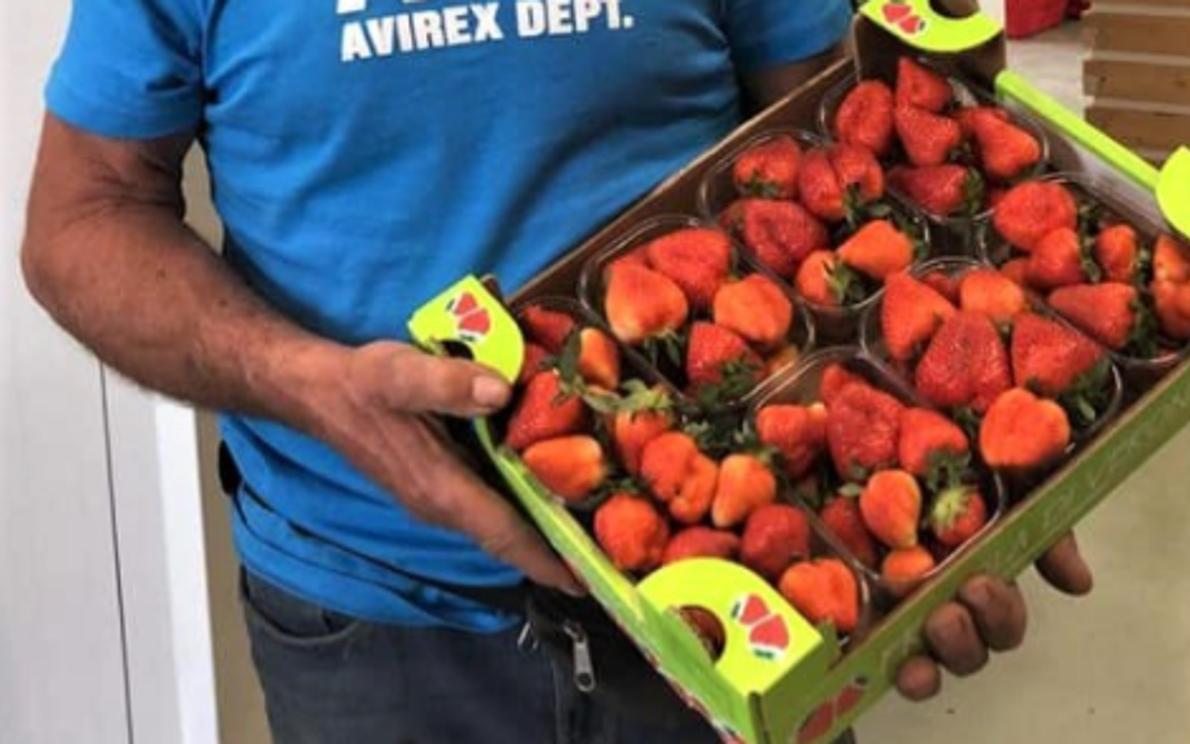 Raccolta fragole