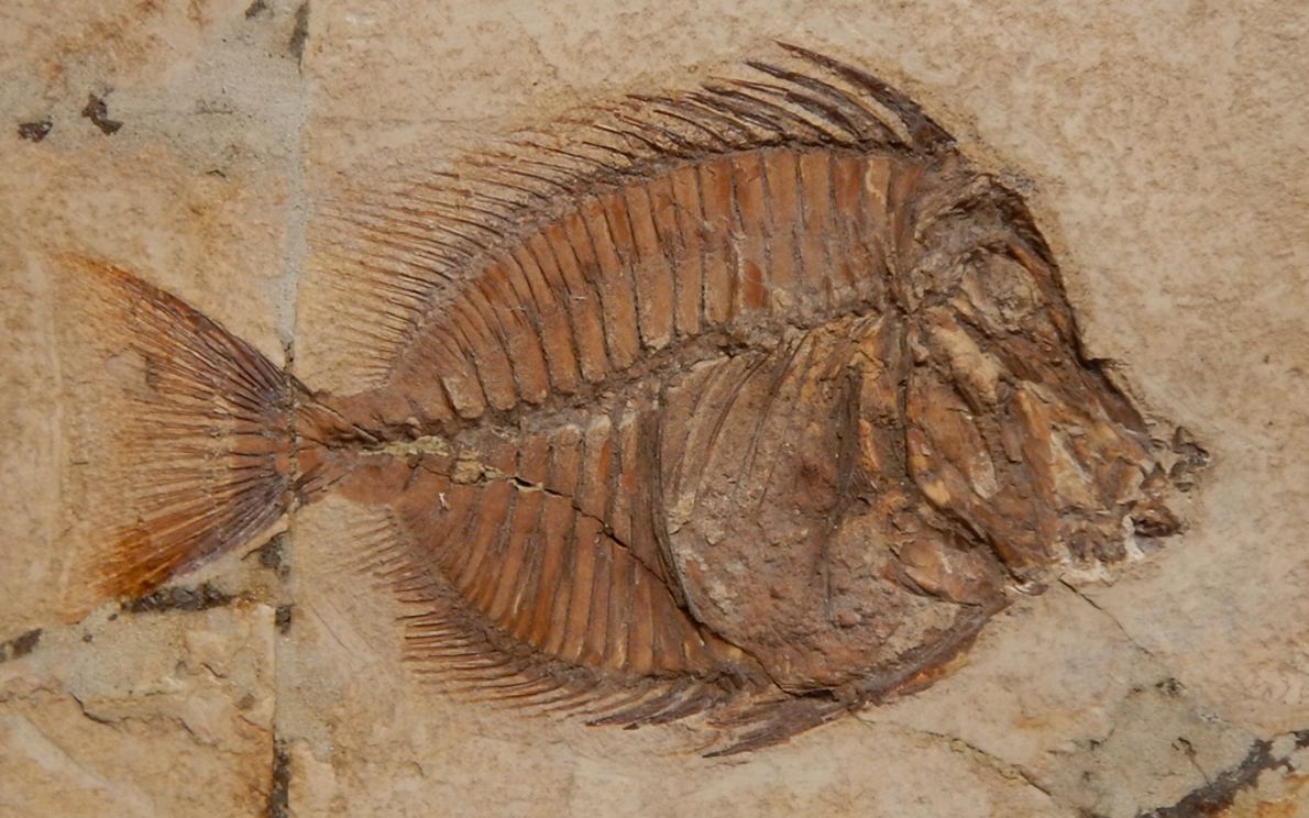 Fossili di Bolca candidati Unesco