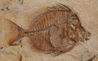Fossili di Bolca candidati Unesco