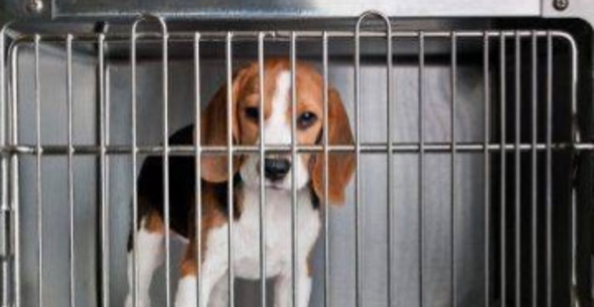 Sperimentazione beagle