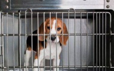 Sperimentazione beagle