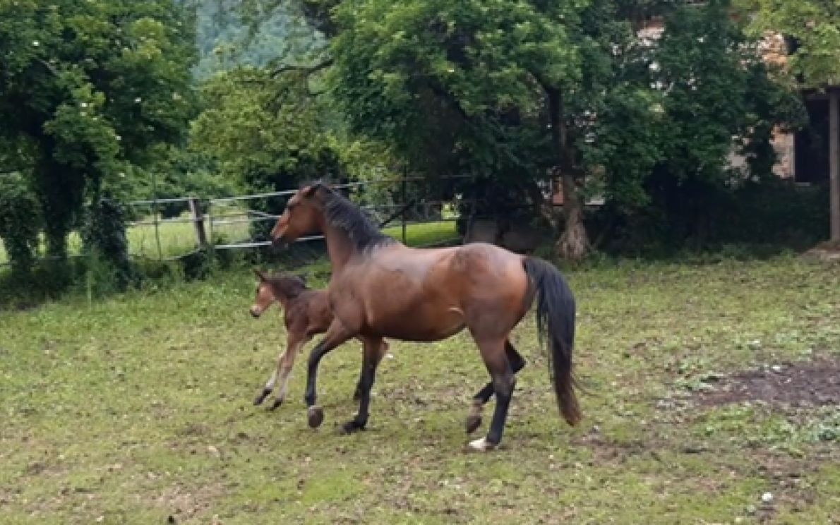 Cavallo veneto