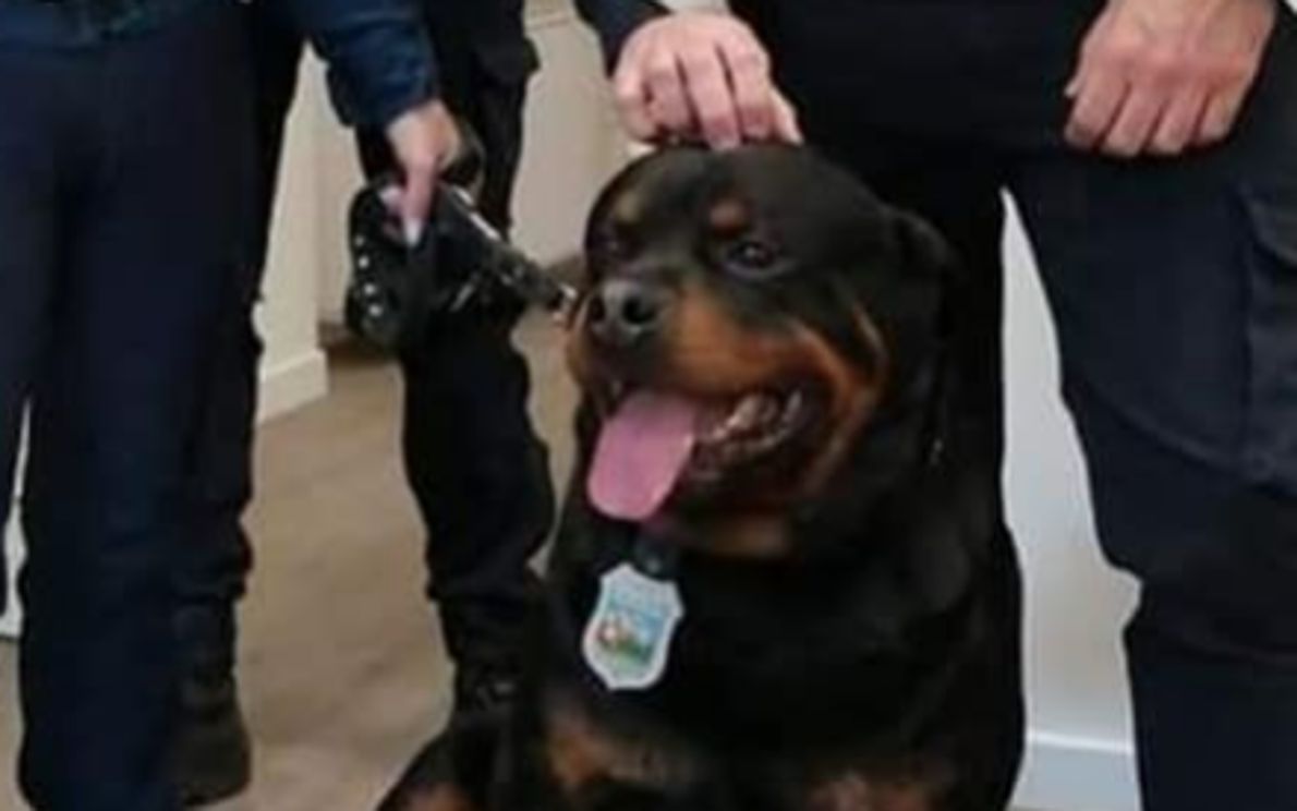 Achille, rottweiler della polizia locale di Este