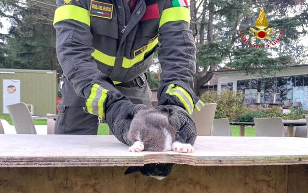 Gatto salvato dai pompieri