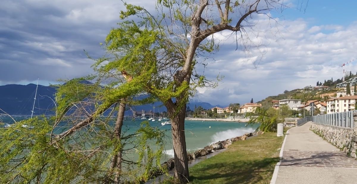 Alberi spezzati a Torri