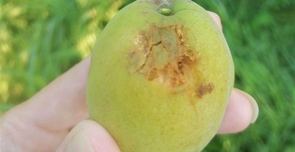 Frutta danneggiata dalla grandine