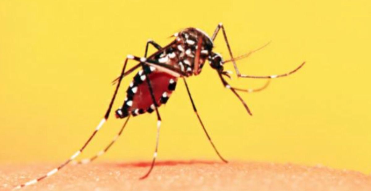 Un caso di Dengue a Padova