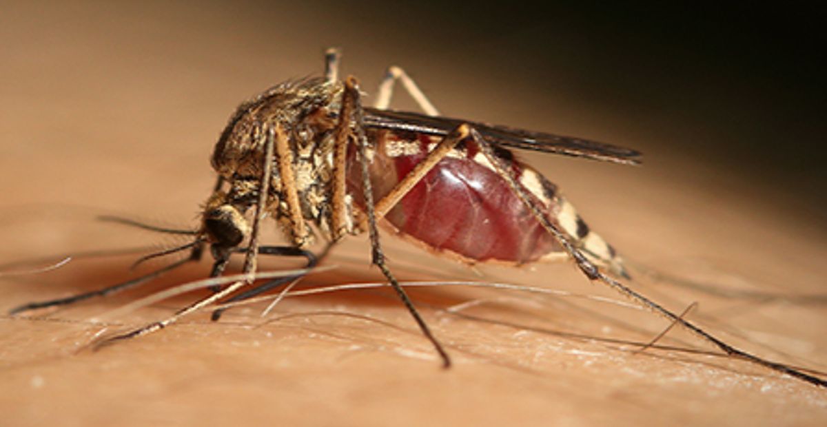 Zanzara Culex Pipiens