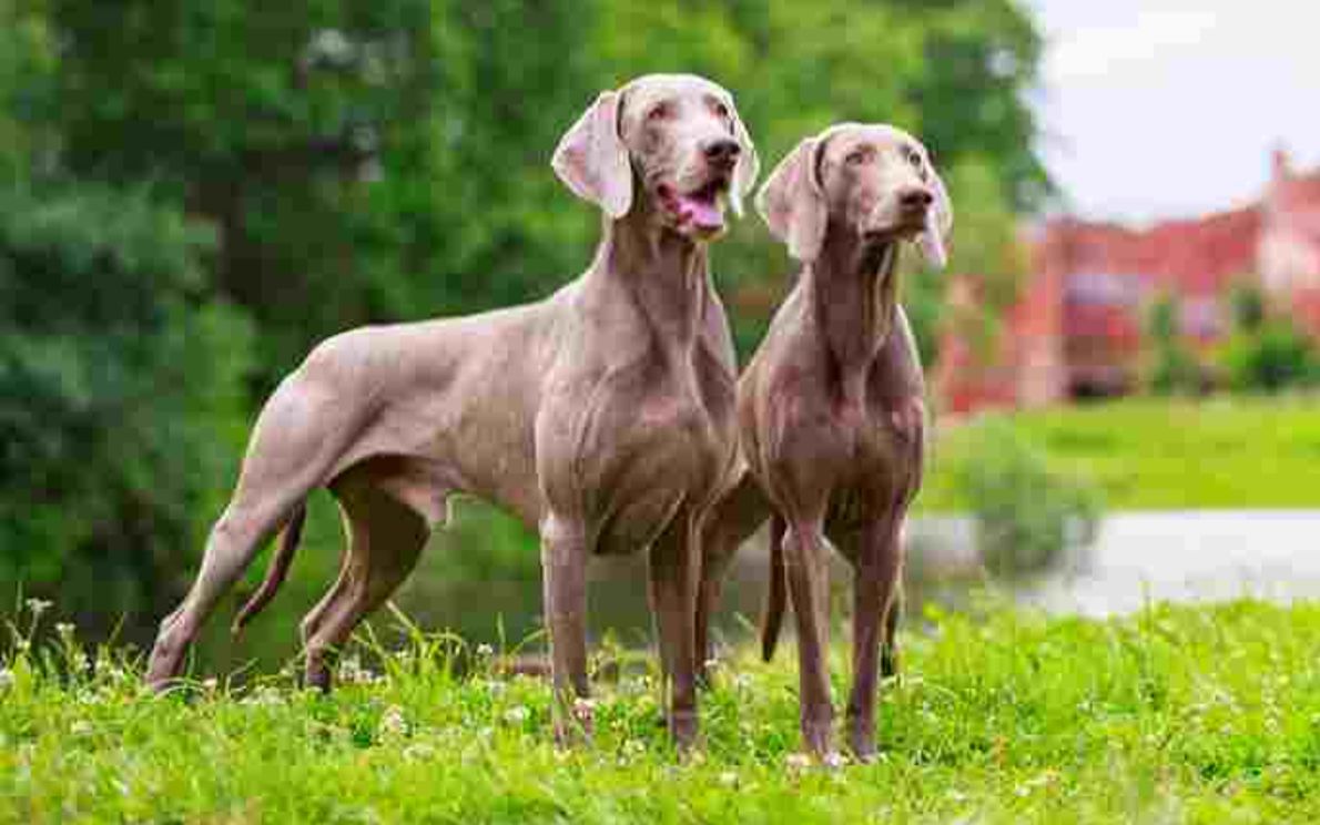 Una coppia di cani razza Weimaraner