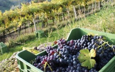 Vendemmia in Valpolicella