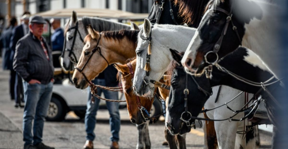FieraCavalli
