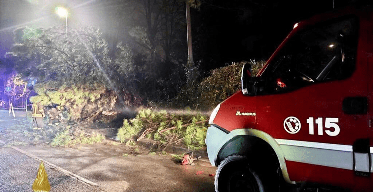 Vento Fortissimo A Verona: Alberi Caduti Sulle Auto, Semafori Girati E ...