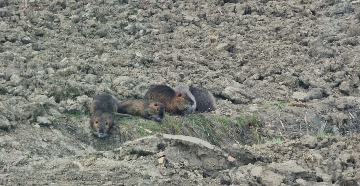 Nutrie nella Bassa Padovana