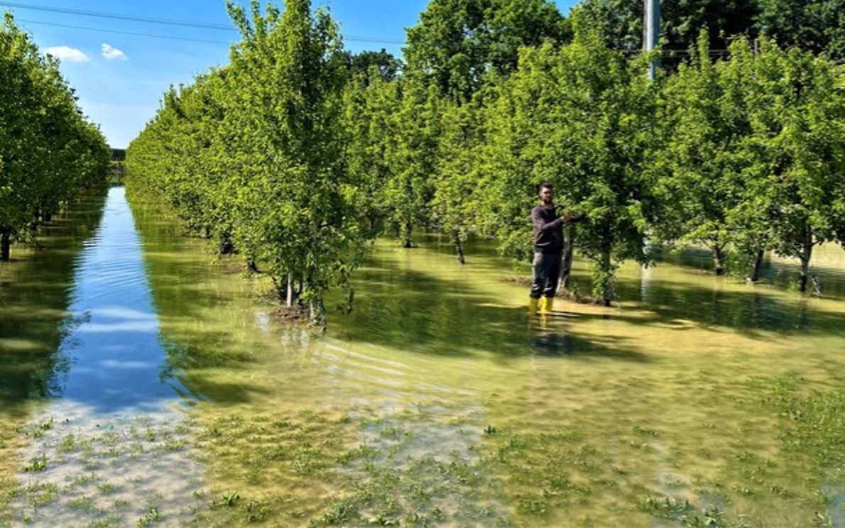Alluvione in Emilia, Coldiretti: frutteti distrutti e 400 allevamenti in  difficoltà | TgPadova | Telenuovo