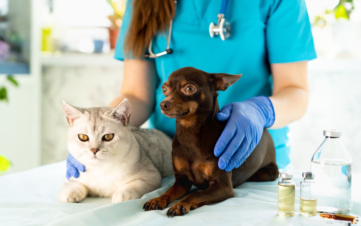 Banca del sangue per cani e gatti
