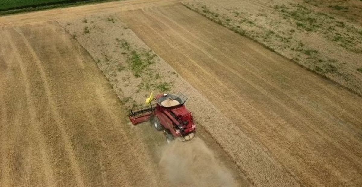 Mietitura grano