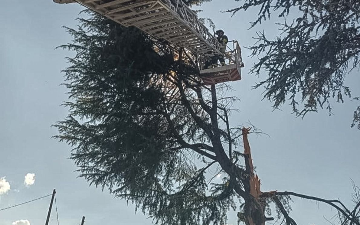 Albero colpito da un fulmine a Massanzago
