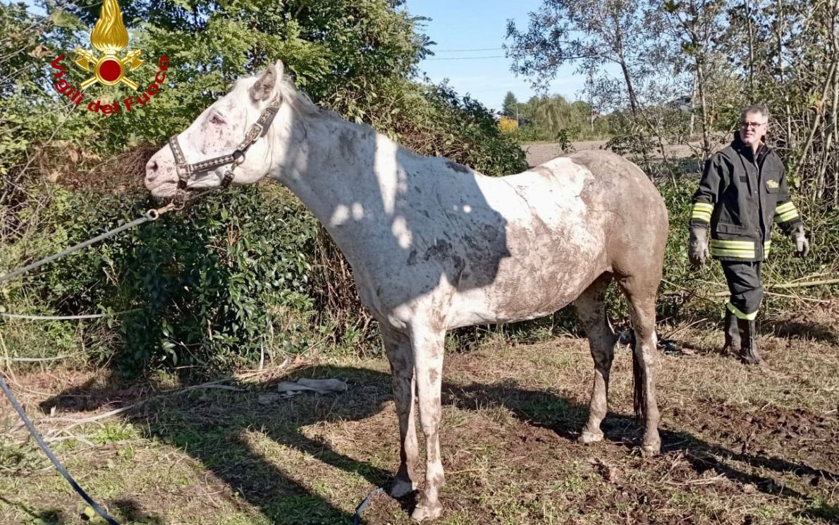 Salvata una cavalla dai vigili del fuoco