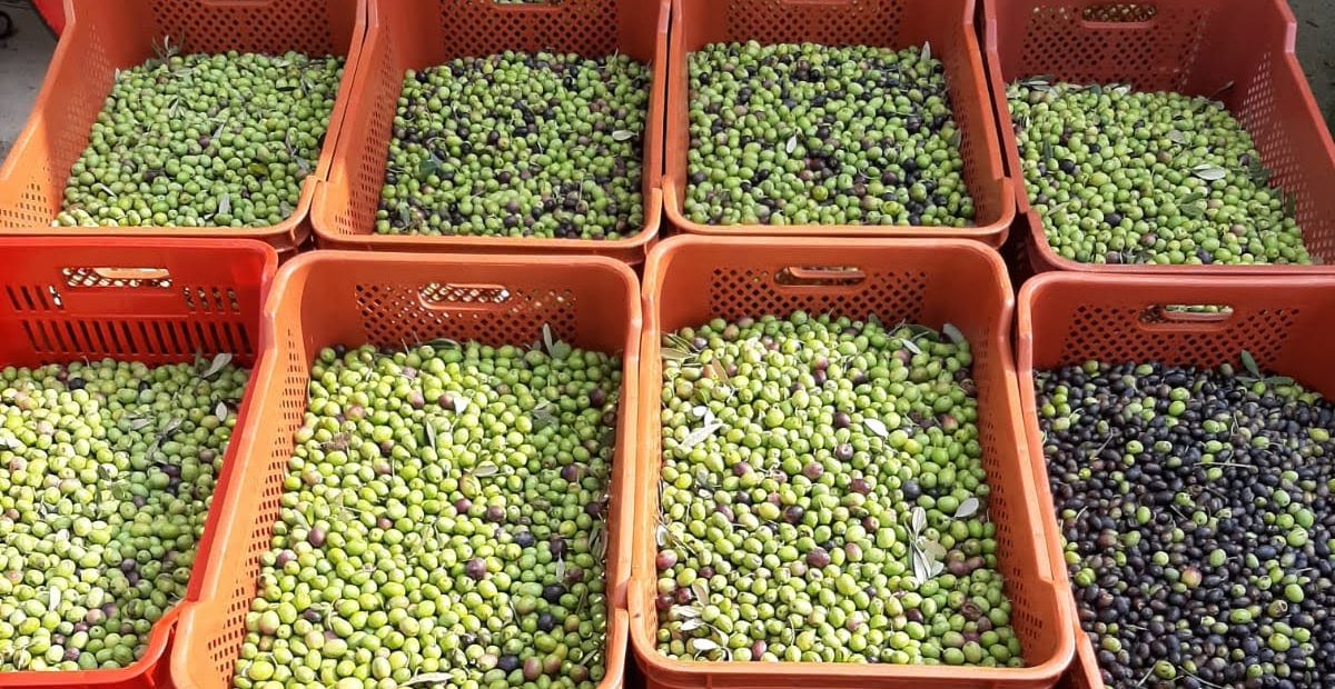Olive