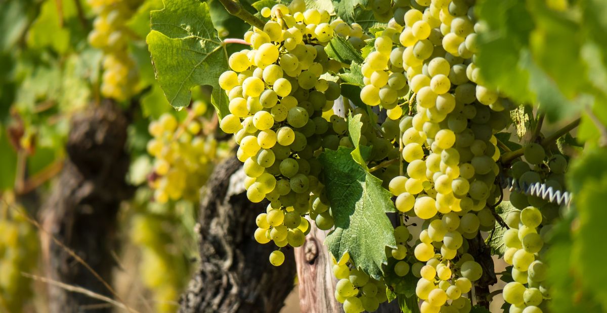Vendemmia