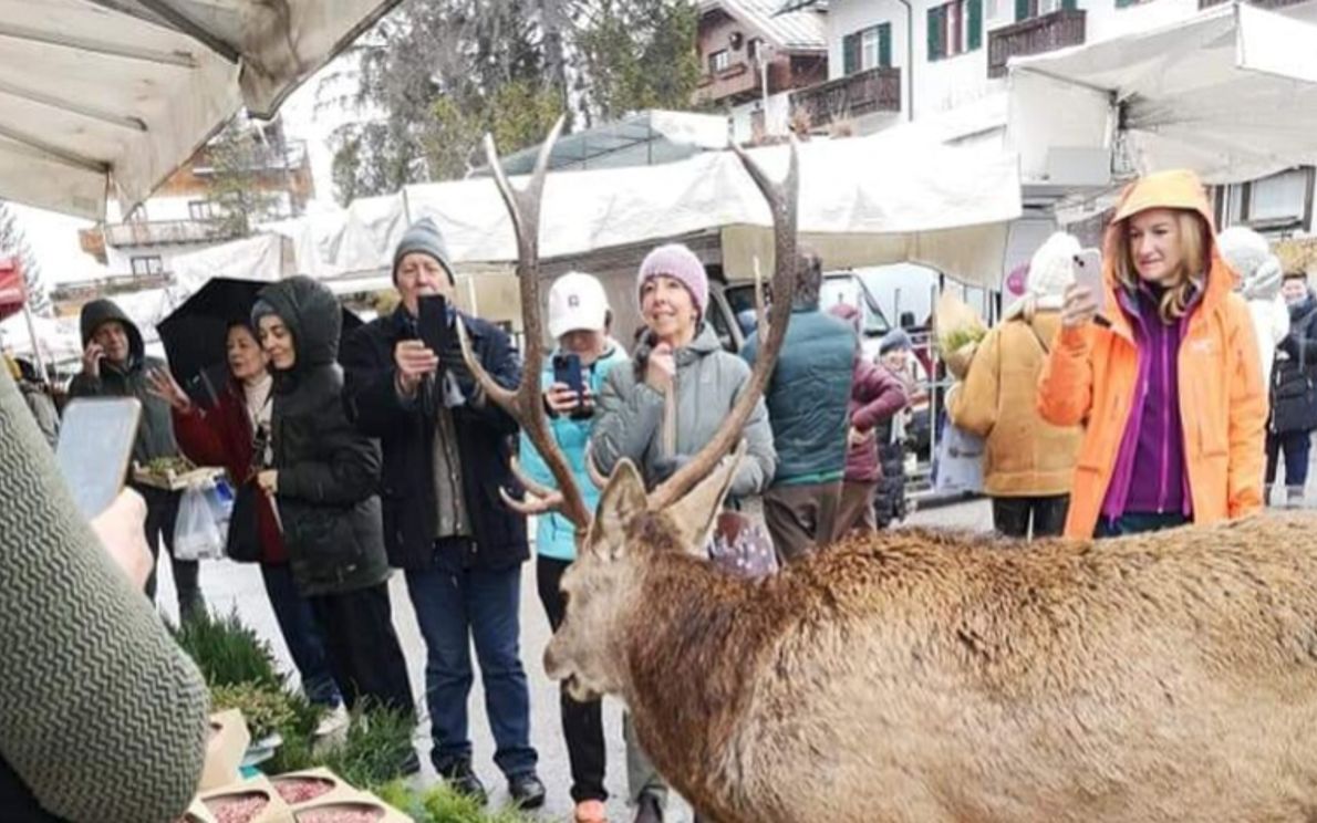 Il cervo a Cortina