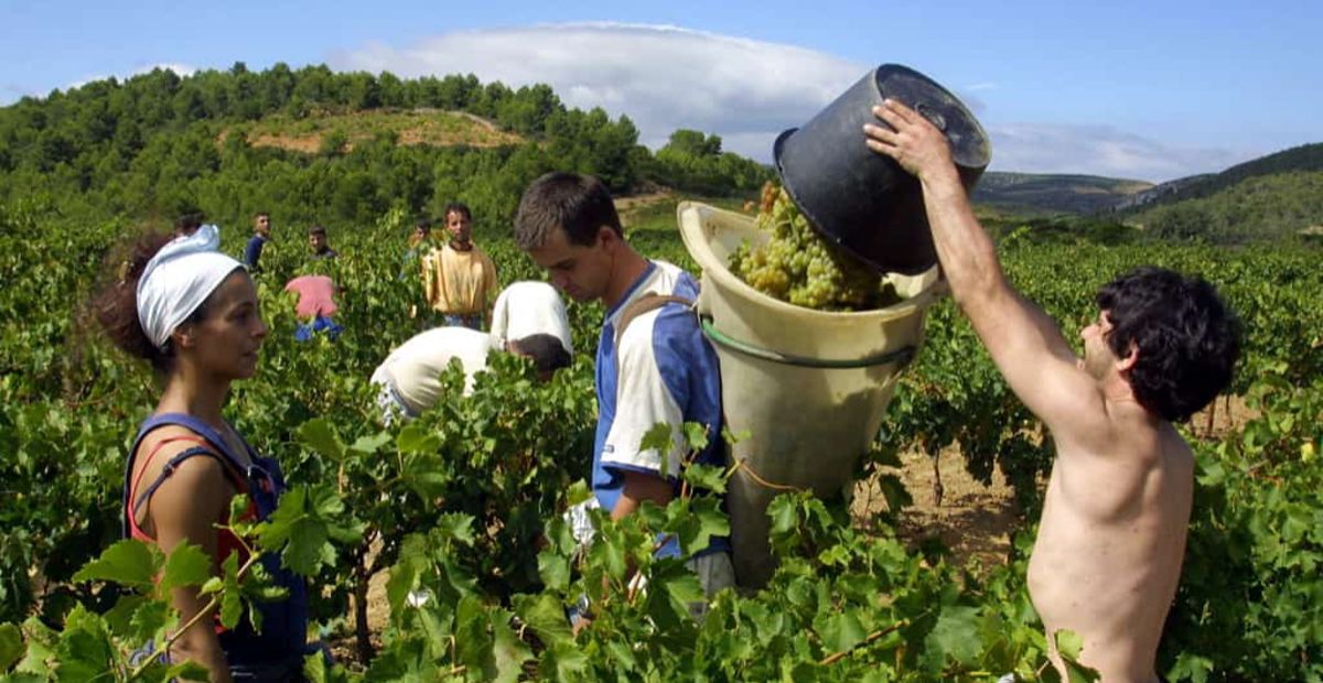 Giovani in agricoltura