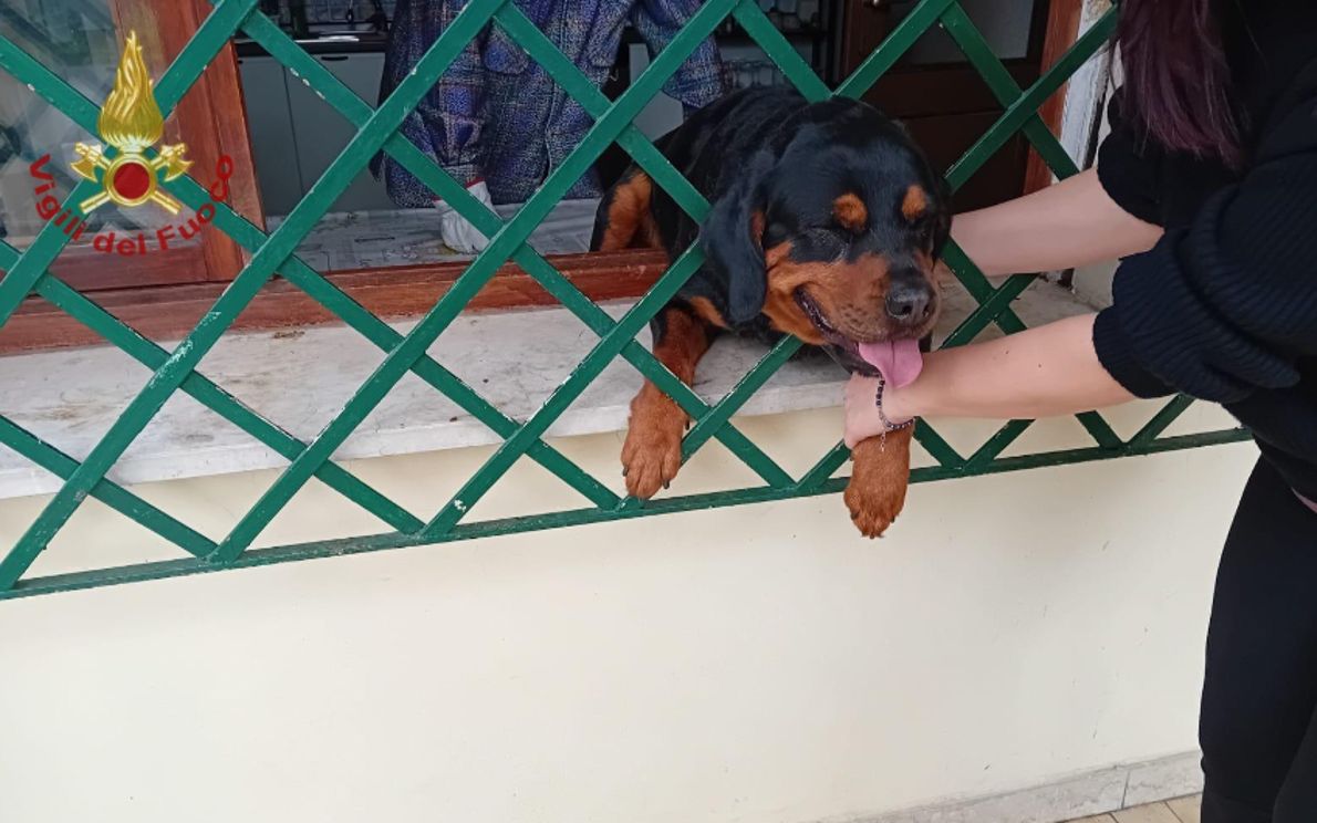 VERVACO Kit Cuscino Punto Croce Labrador Cioccolato Set Ricamo Principianti Cuscini Gobelin Decorativi Ca. 40 X 40 Cm Accessori Per Lavoretti Creativi DIY Casa Decor Hobby Adulti Cross Stitch