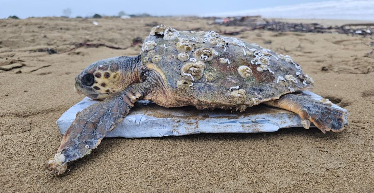 Tartaruga Caretta caretta a Bibione