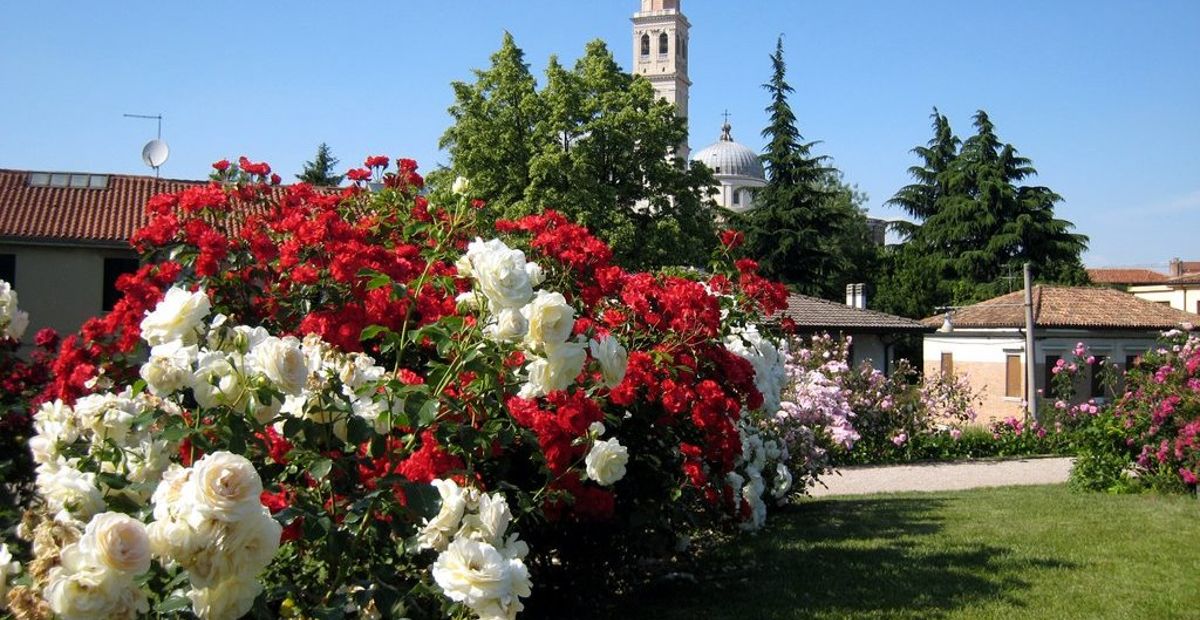 Il 25 aprile riapre il Roseto comunale di Santa Giustina | TgPadova ...