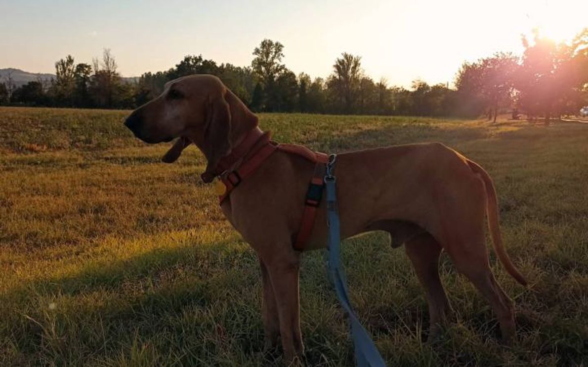 Uno dei cani maltrattati a Rovolon