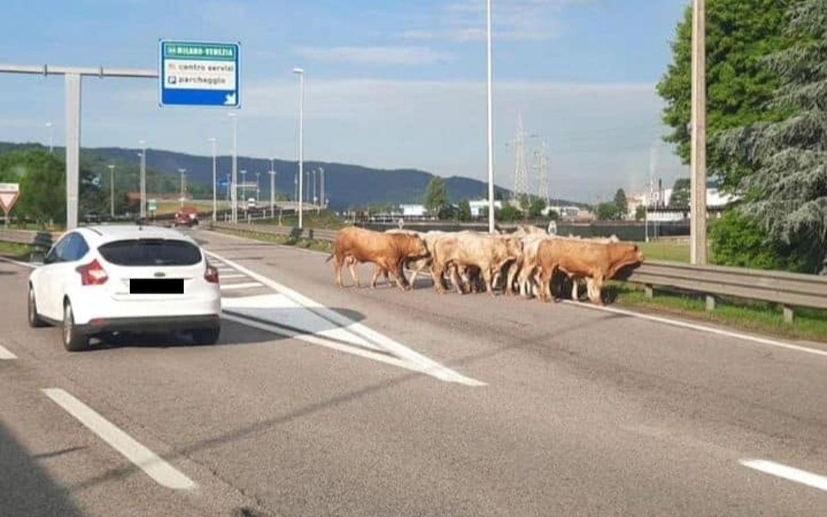 Mucche in fuga lungo la A4