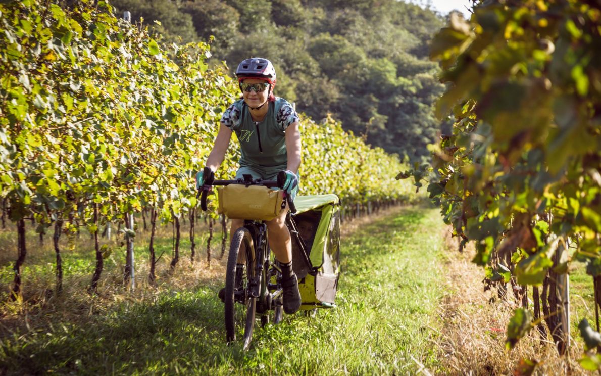 Vino e bici, Colli Euganei