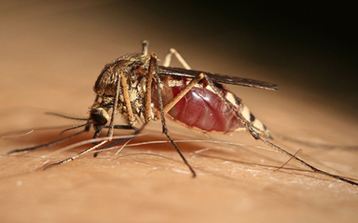 Zanzare e West Nile