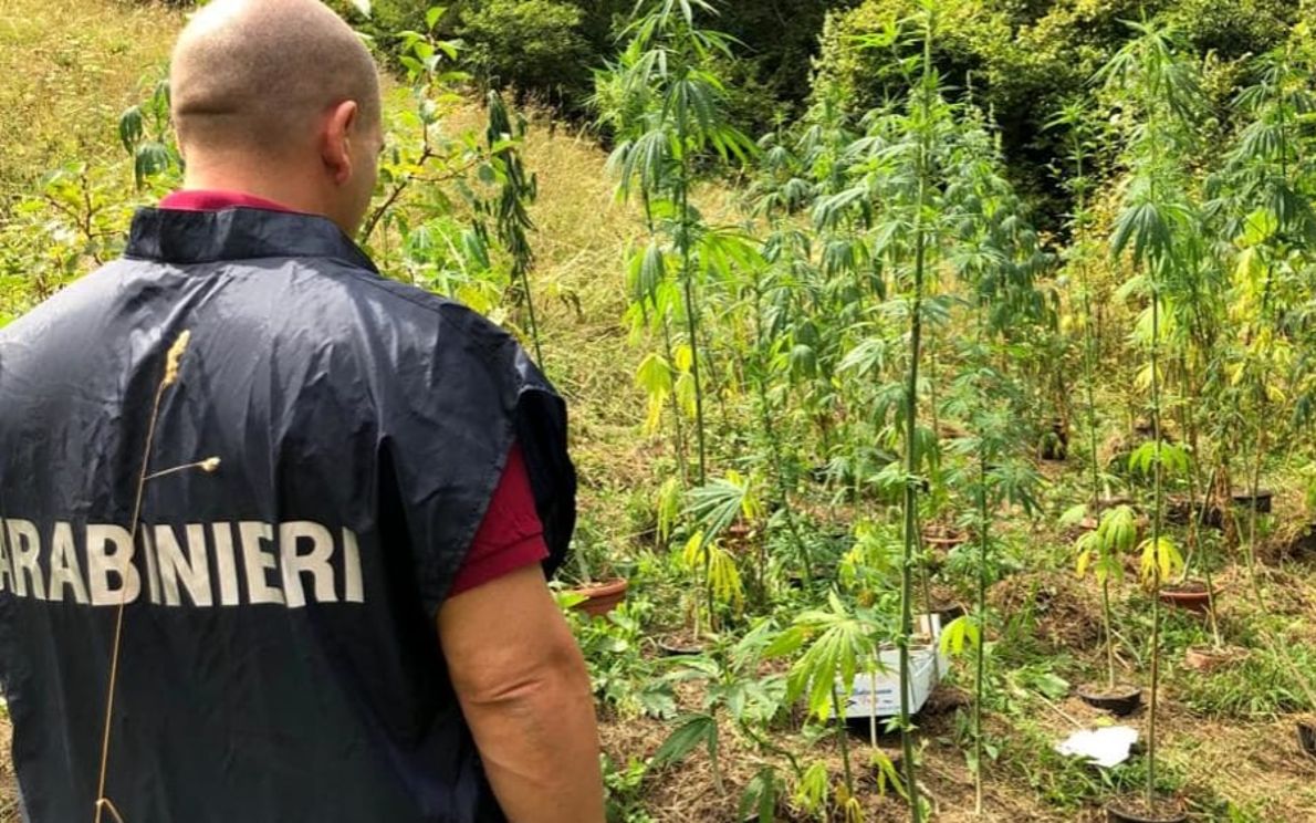 Piantagione marijuana