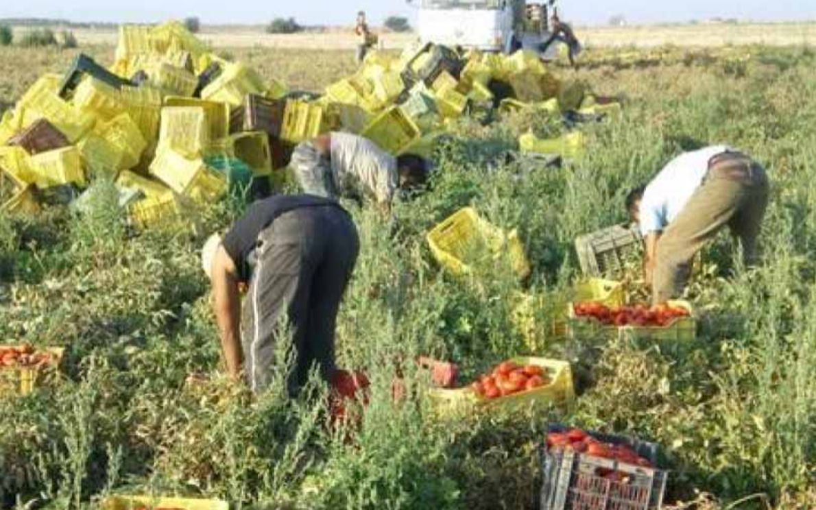 Lavoratori stagionali agricoltura