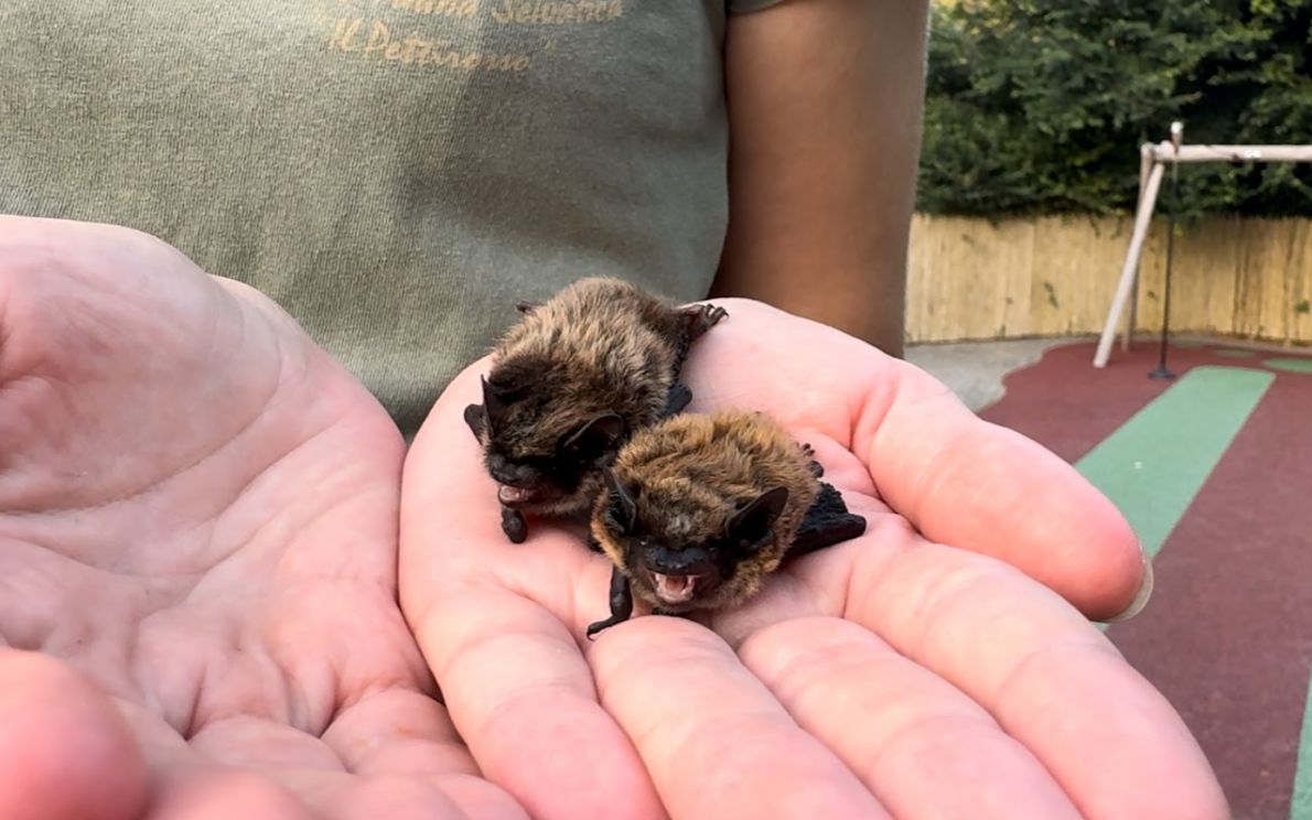 pipistrelli