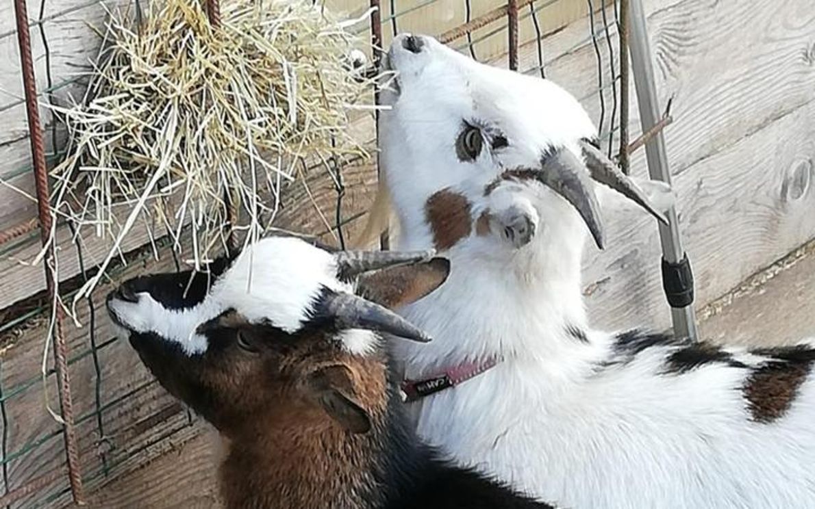 Le due caprette mascotte di Fontanelle