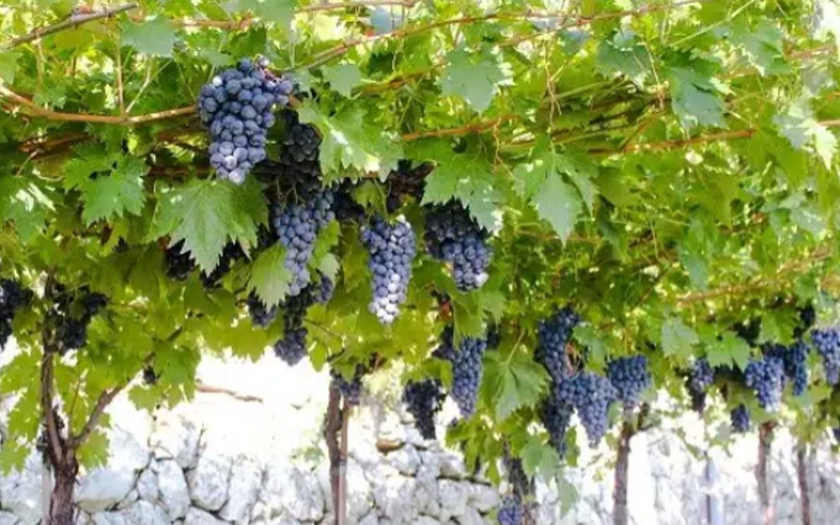 Vendemmia in Valpolicella