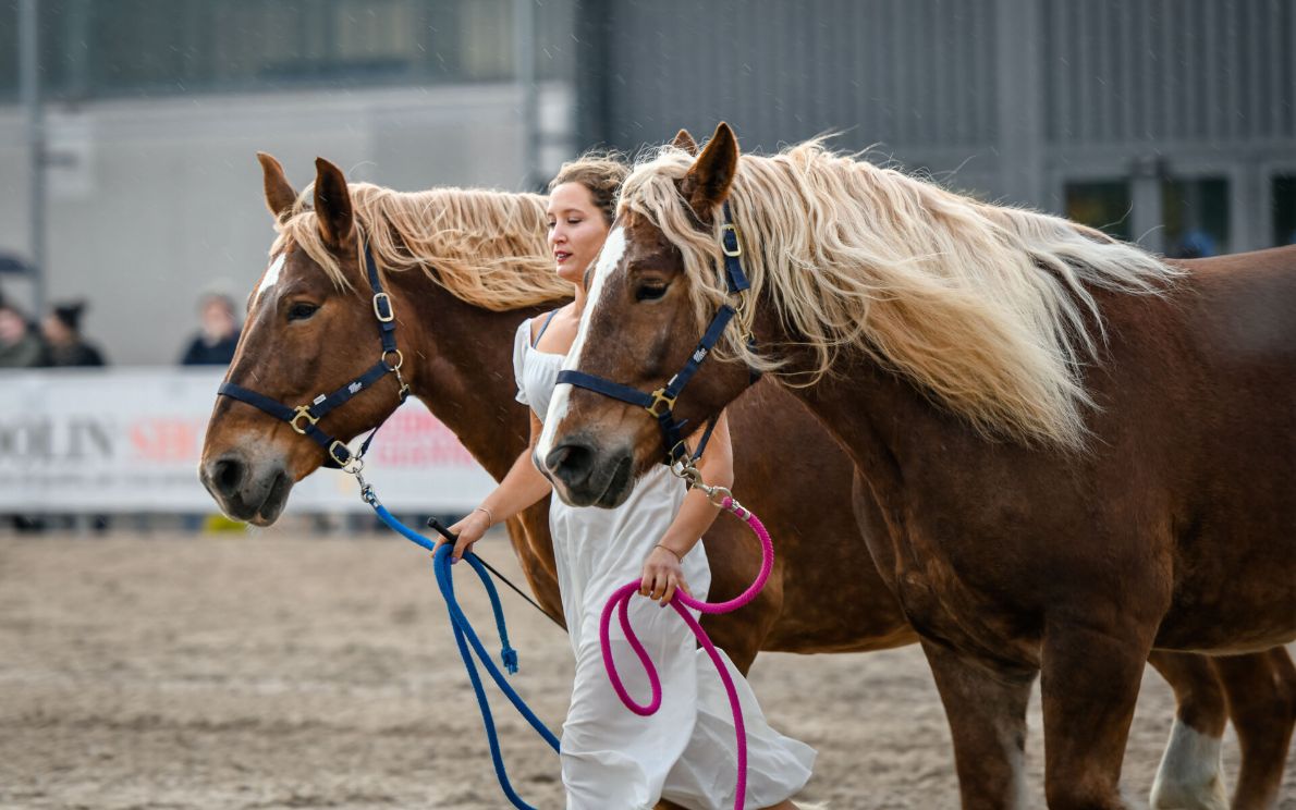 Fieracavalli al G7 di Ortigia