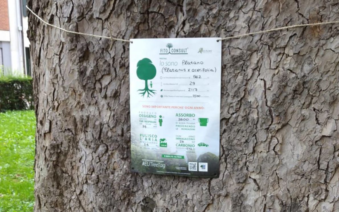 Un albero della città di Padova: #EUTreeTag