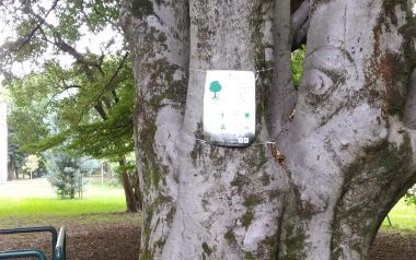 Un albero della città di Padova: #EUTreeTag