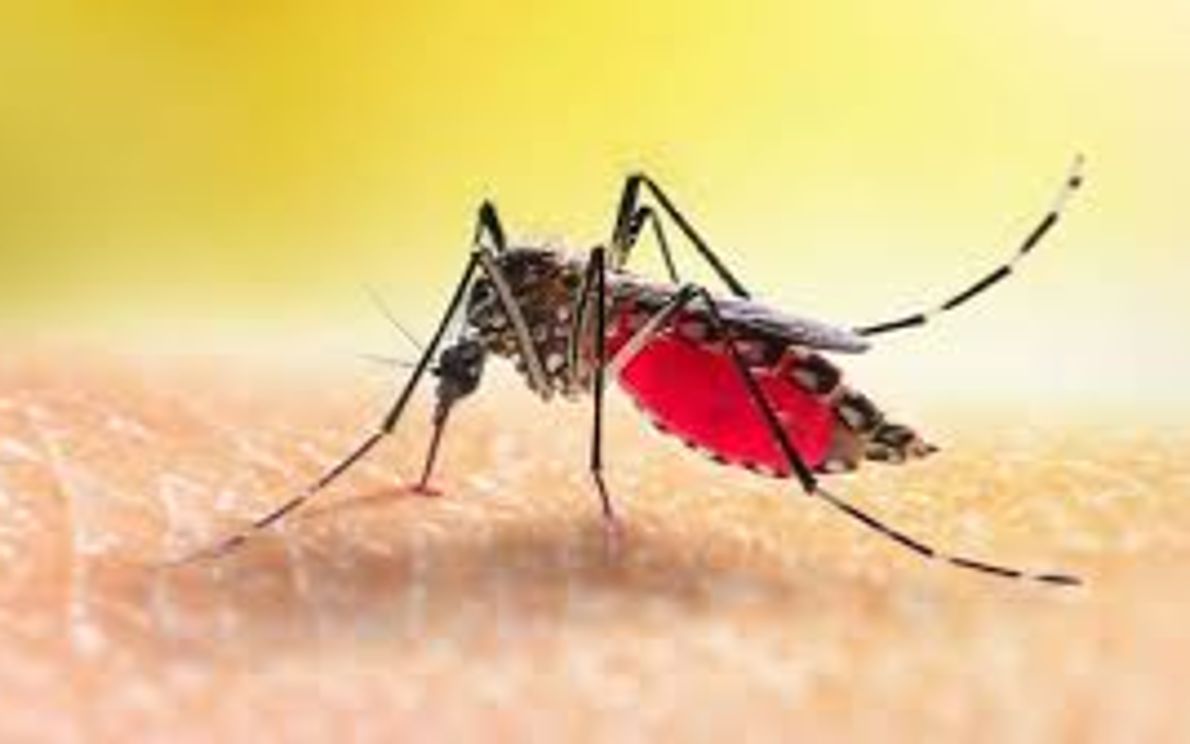 Contagio da Dengue