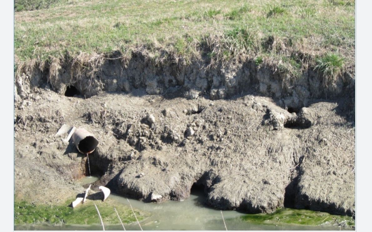 Agricoltura, danni provocati dalle nutrie