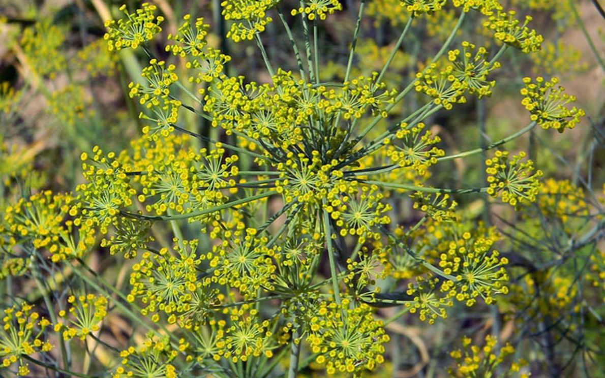 Piante officinali