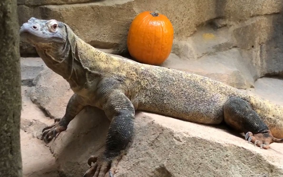 Drago di Komodo