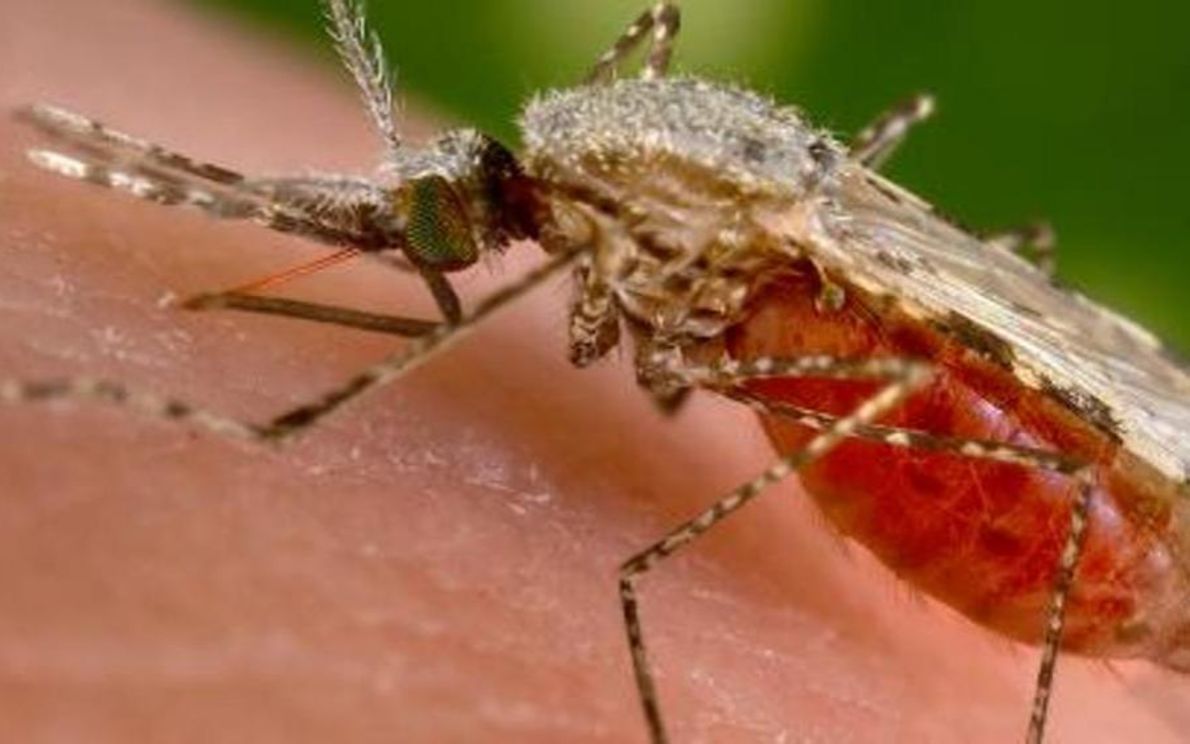 Zanzara infetta