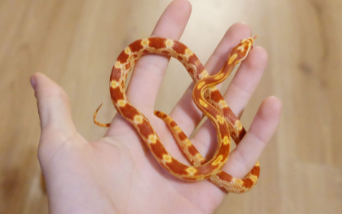 Serpente del grano in centro