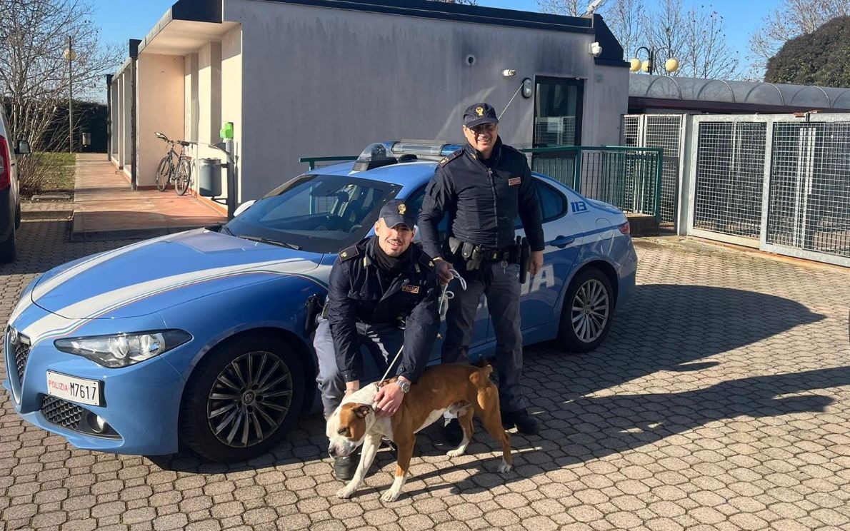 Cane maltrattato salvato dalla polizia