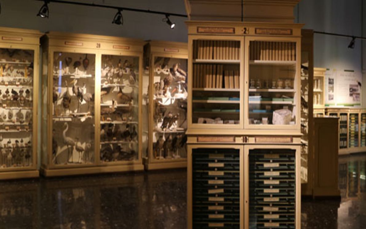 Musei Verona